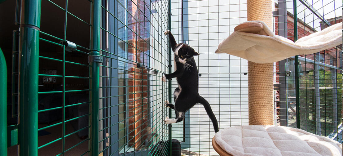 Recinzione gatti per Balconi, La recinzione urbana per gatti  indispensabile