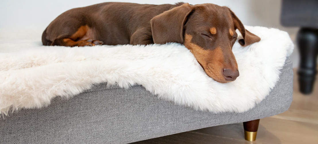 Bassotto che dorme su Omlet Topology letto per cani con topper in pelle di pecora e piedi in legno di ottone