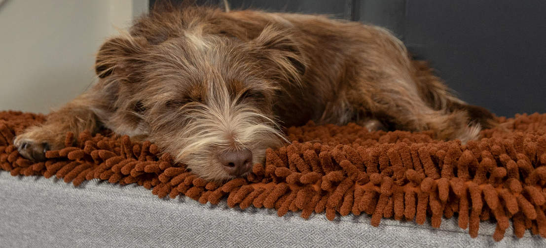 Un cane dorme su una cuccia Omlet Topology con topper in Microfibra