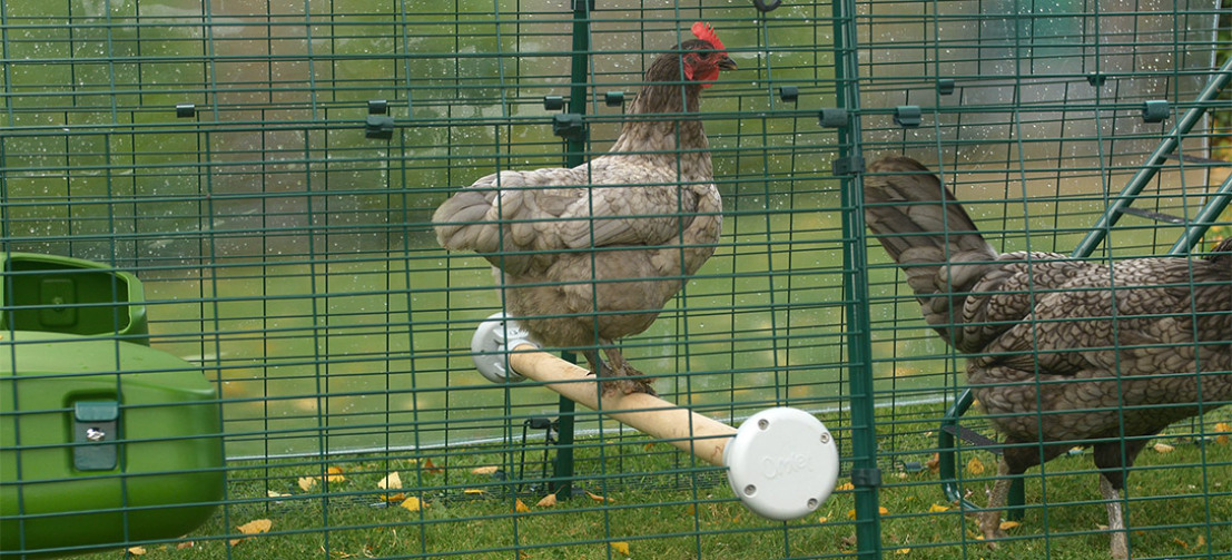 Una gallina bantam si siede su un trespolo in un Eglu Cube run.