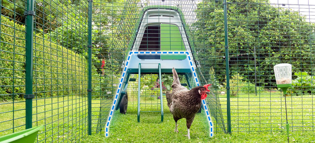 Un pollo accanto a un pollaio Go up con un collegamento delineato a un walk in run