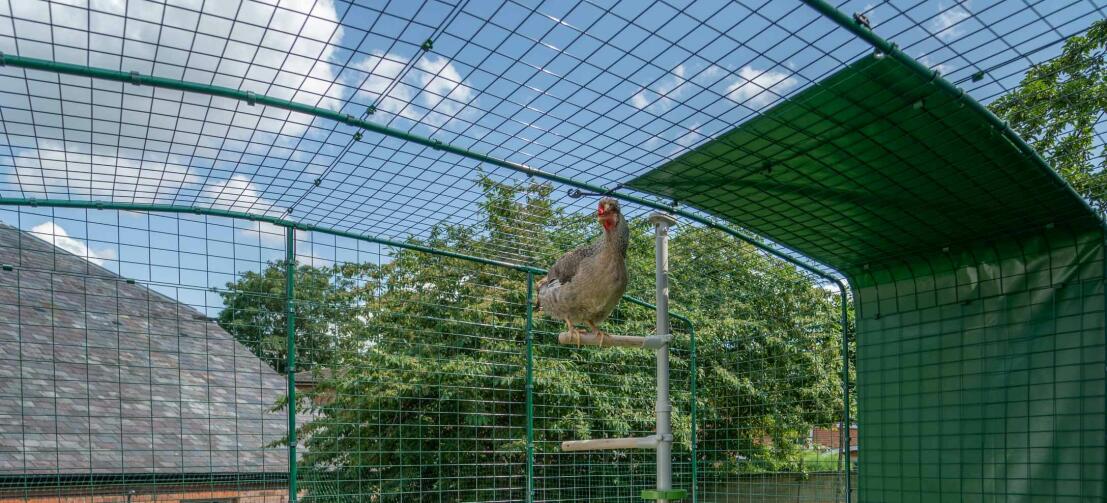 galline all'interno del recinto a piena altezza walk in