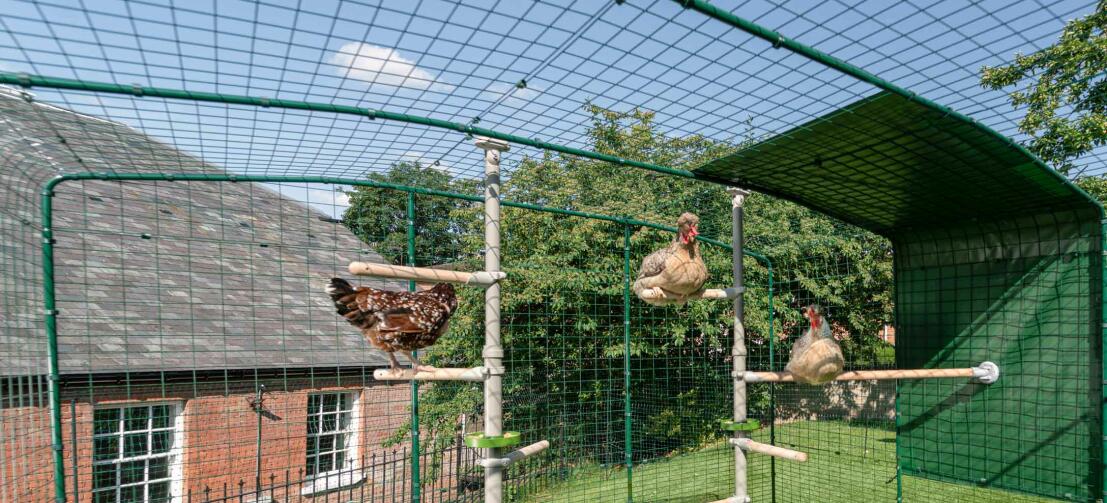 galline utilizzano il PoleTree all'interno di un recinto walk in