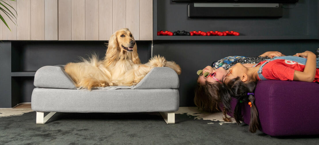 Cane sdraiato su Omlet Topology letto per cani con topper letto bolster e piedi bianchi rotaia con ragazze a testa in giù