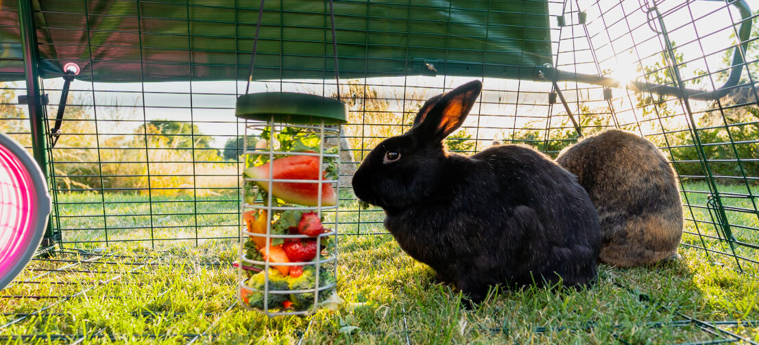 Un coniglietto nero che mangia foglie e fette di cocomero da un porta dolcetti Caddi appeso all'interno della pista.