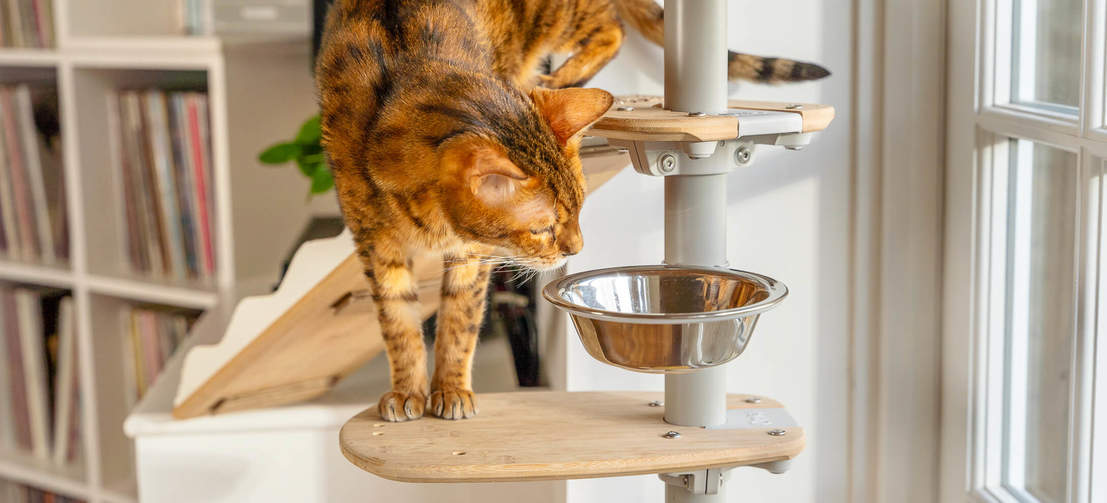 Gatto che indaga ciotola di Freestyle pavimento interno a soffitto albero del gatto