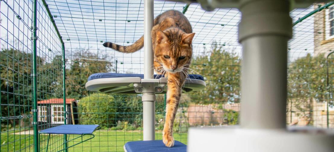 Gatto che si arrampica giù dal Freestyle albero di gatto all'aperto in un catio in giardino
