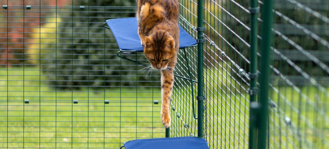 Gatto che salta giù dalla mensola del gatto in tessuto in Omlet outdoor catio run
