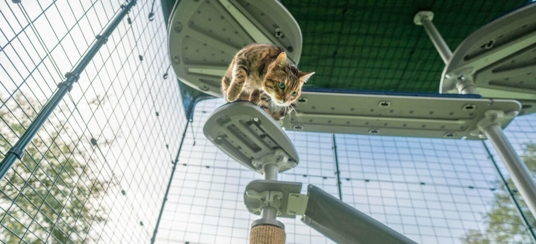 Gatto su Omlet Freestyle albero per gatti all'aperto piattaforma interna Omlet catio