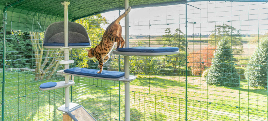 un gatto gioca dentro un cation omlet in sicurezza e albero per gatti Freestyle