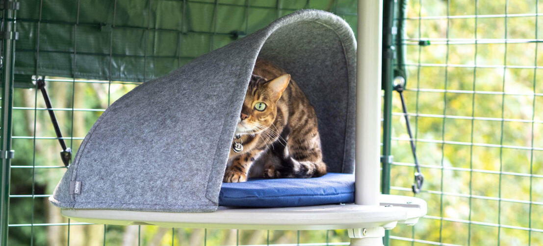 Un gatto che gioca a nascondino nella cuccia, un accessorio da esterno per la struttura freestyle