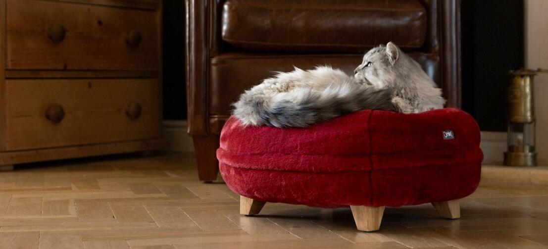 Un gatto si rilassa su una morbida cuccia donut rosso rubino con piedini in legno quadrati