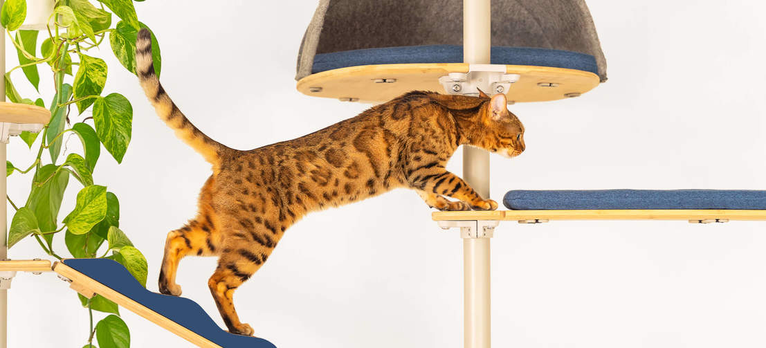 Gatto che si arrampica Freestyle pavimento al soffitto dell'albero del gatto