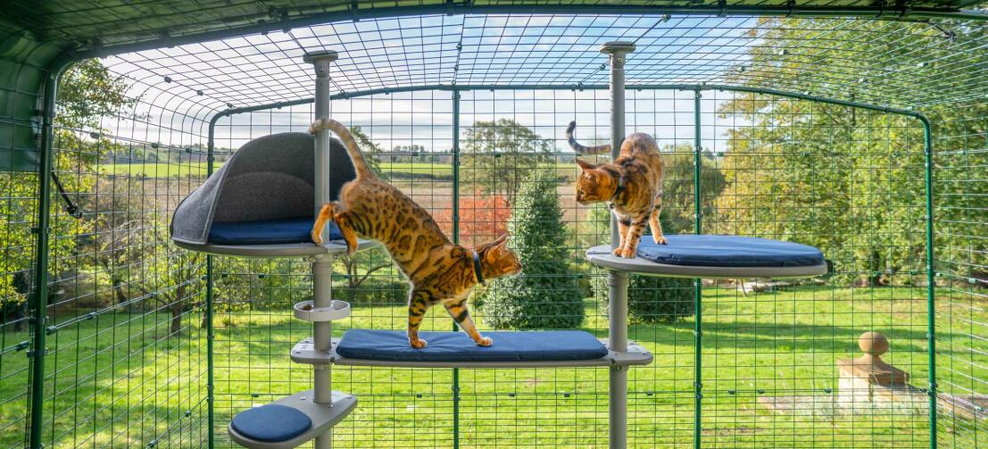 Gatti che giocano nel loro alto albero grigio, un modo perfetto per dare ai vostri gatti un posto sicuro all'aperto per esplorare