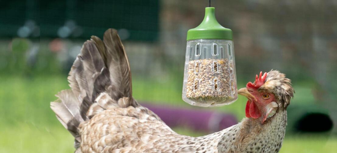 Galline che mangiano da un Peck Toy Omlet