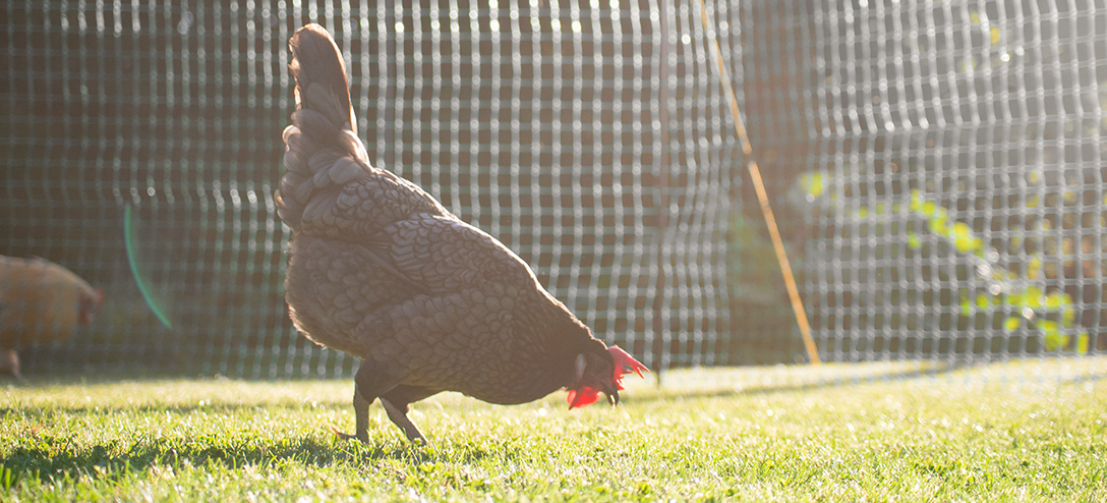 Il recinto è l'ideale per tenere le galline in un'area del giardino