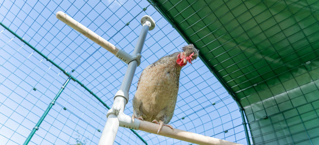 gallina sul sistema poletree