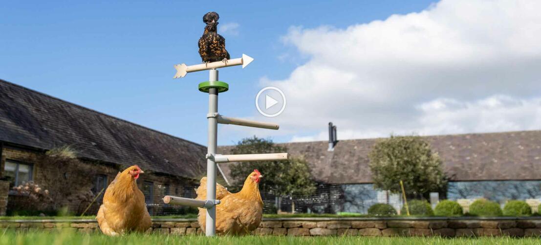 Polli appollaiati in giardino nel Omlet free standing universale pollo trespolo