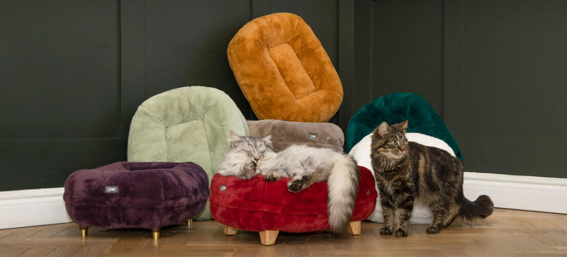 gatti che dormono e camminano tra la collezione cosy donut, disponibile in eleganti colori