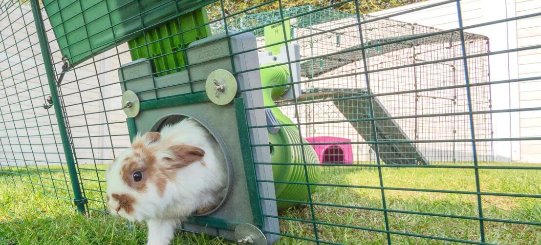 Un coniglio entra in un recinto da esterno dal tunnel zippi