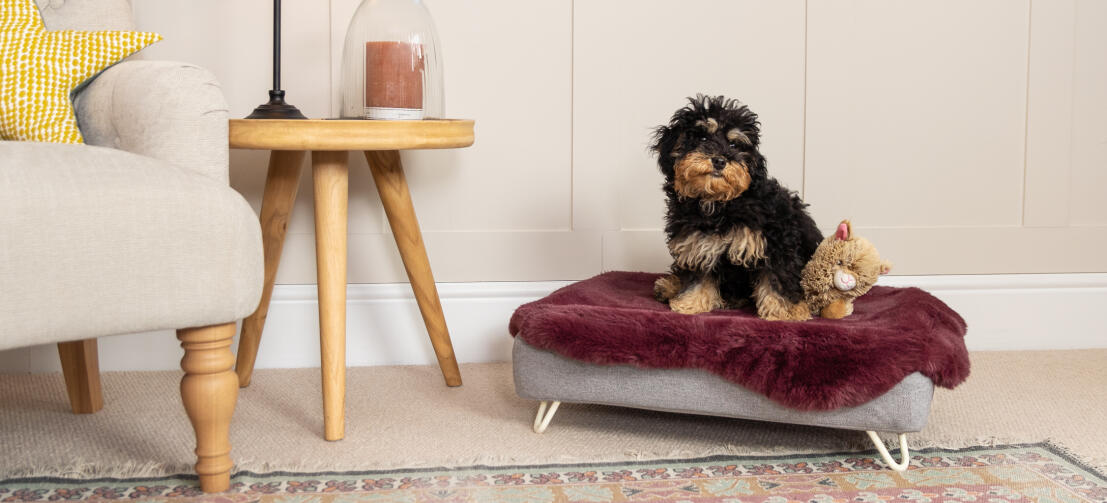 Un Cockapoo nell'elegante cuccia Topology in memory foam rialzata