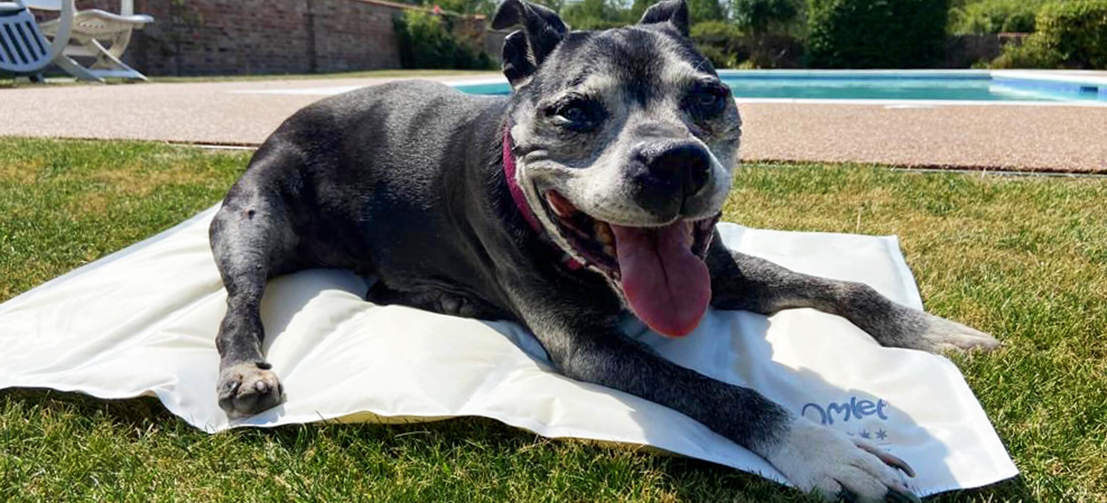 Un cane felice che si rinfresca dal sole su un tappeto refrigerante