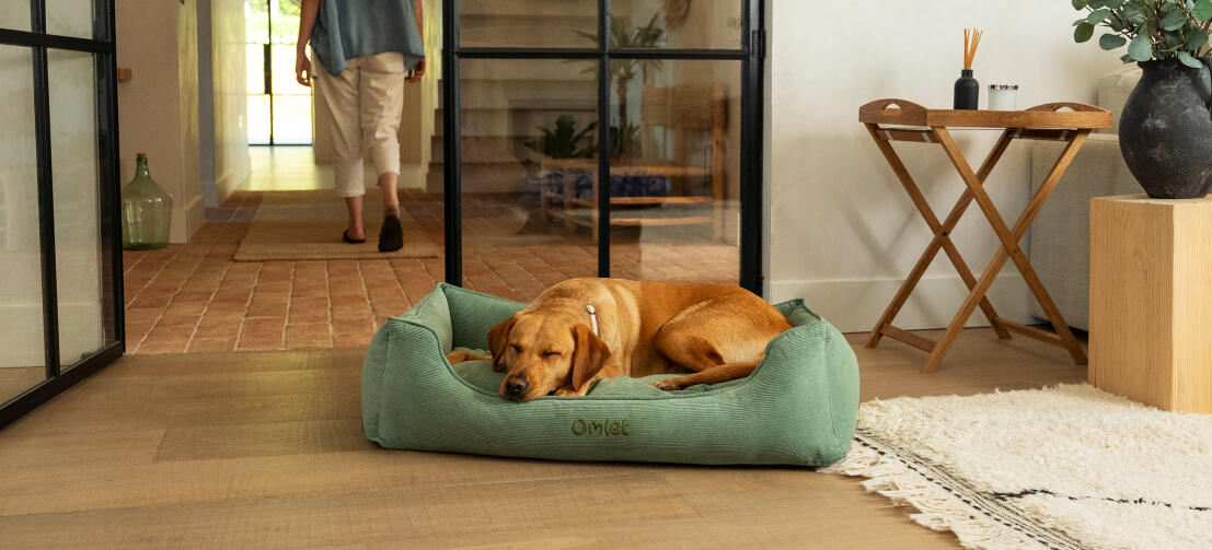 Retriever che dorme su una grande cuccia a nido di muschio in velluto a coste.