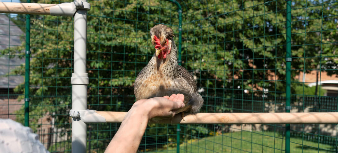 Pollo appollaiato su Poletree sistema di intrattenimento del pollo mentre la persona tiene la mano