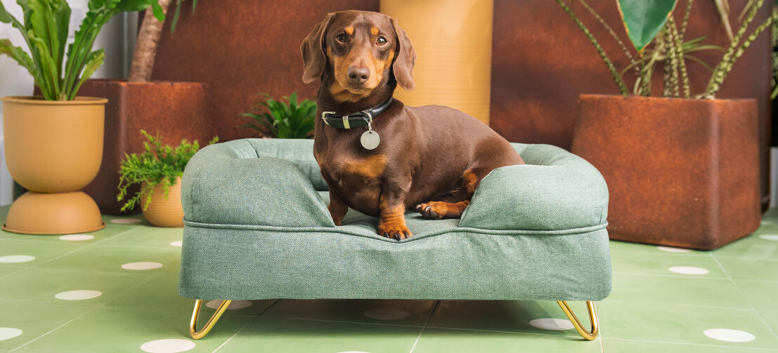 Bassotto marrone su letto per cani a bolster verde chiaro da Omlet Bassotto marrone su letto per cani a bolster verde chiaro da Omlet