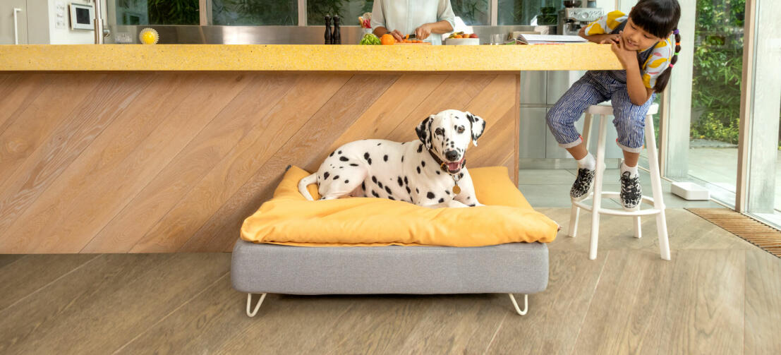 Dalmata sdraiato su Omlet Topology letto del cane con topper beanbag e piedi bianchi tornanti