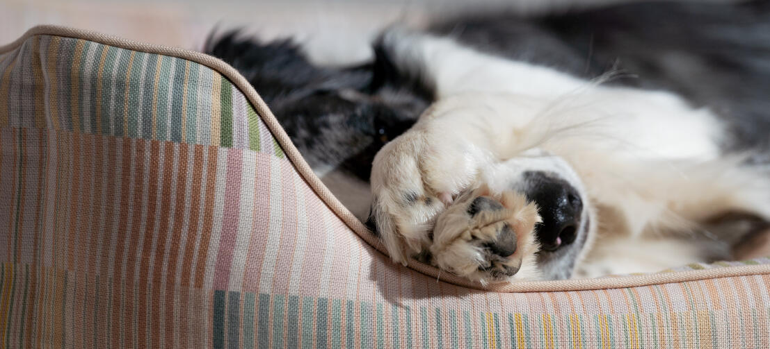 Dettaglio del modello della cuccia per cani Omlet supportante e confortevole