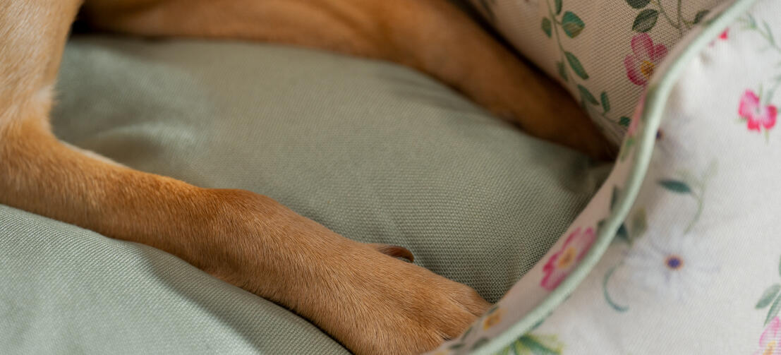 Primo piano delle zampe di un cane in un comodo letto per cani Omlet nest