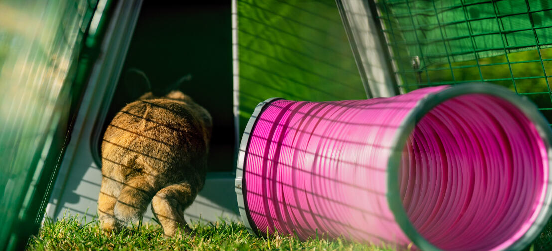 Coniglio che salta in una conigliera Eglu Go accanto a un tunnel di gioco rosa.