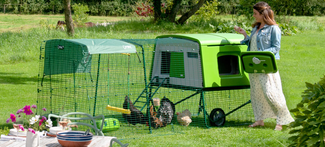 Donna che entra nel pollaio Eglu Cube per recuperare le uova in un giardino