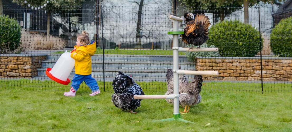 Bambino che si gode la compagnia dei loro polli in giardino