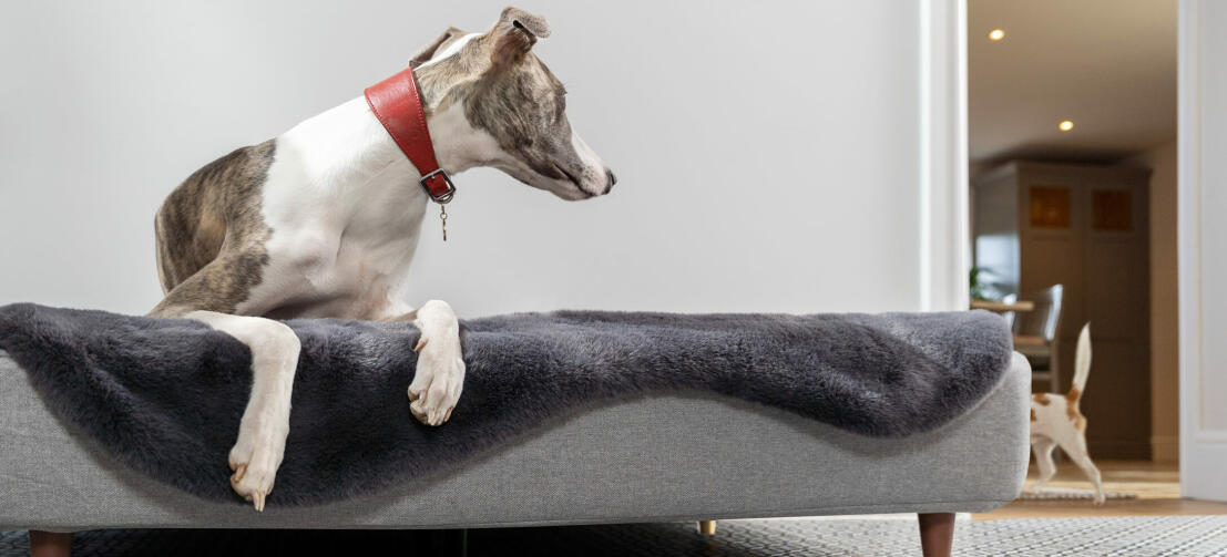 Cane sdraiato nella cuccia Topology e altro cane che gioca intorno