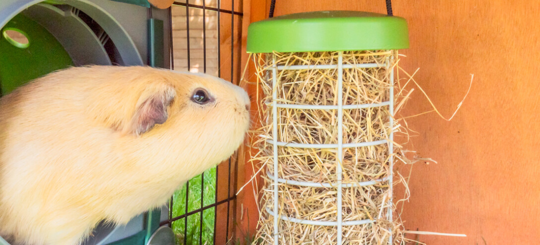 Houdini il porcellino d'india che mangia il fieno da un trattamento Caddi in una corsa