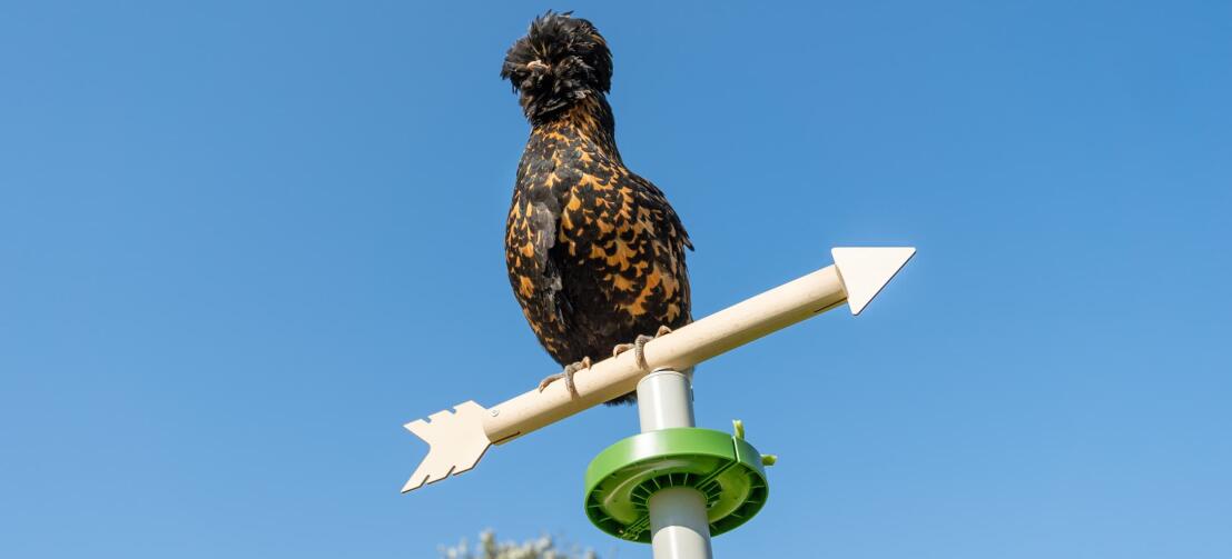 Pollo appollaiato sulla cima della banderuola giocattolo accessorio per il trespolo Free Standing