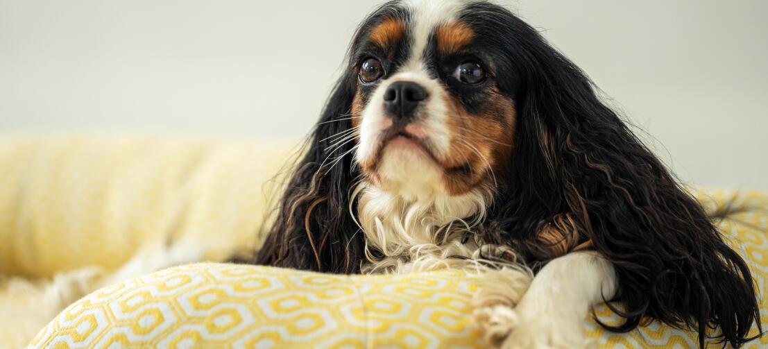 Il king charles spaniel che riposa la testa su una cuccia di sostegno di Omlet