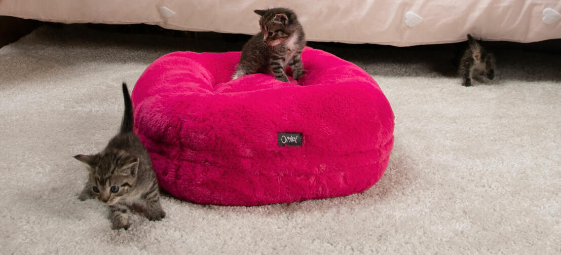 gattini che giocano su una cuccia donut morbidissima rosa intenso