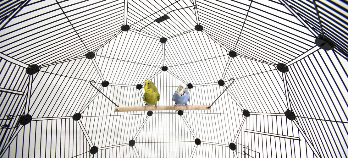 La spaziatura della rete si adatta agli uccelli di piccole dimensioni e la gabbia Geo può essere goduta da pappagallini, fringuelli e canarini