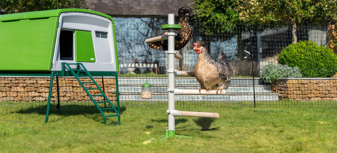 Giardino soleggiato con un grande pollaio Eglu Cube e un posatoio universale per polli all'interno del recinto per polli Omlet 