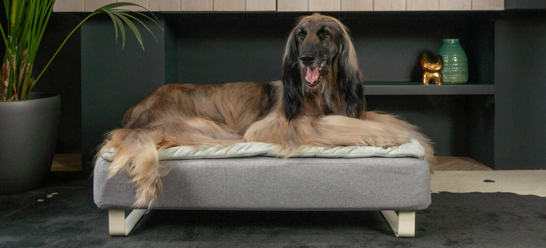 Vecchio levriero sdraiato nel letto per cani in memory foam Topology