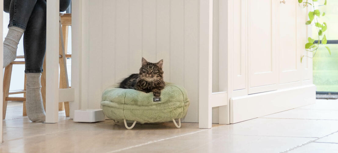 Gatto in cucina si rilassa sulla morbidissima cuccia donut verde menta