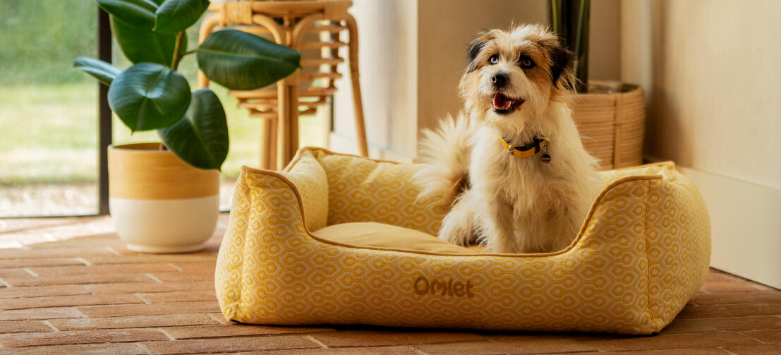 Un terrier su una cuccia con nido di polline a nido d'ape.