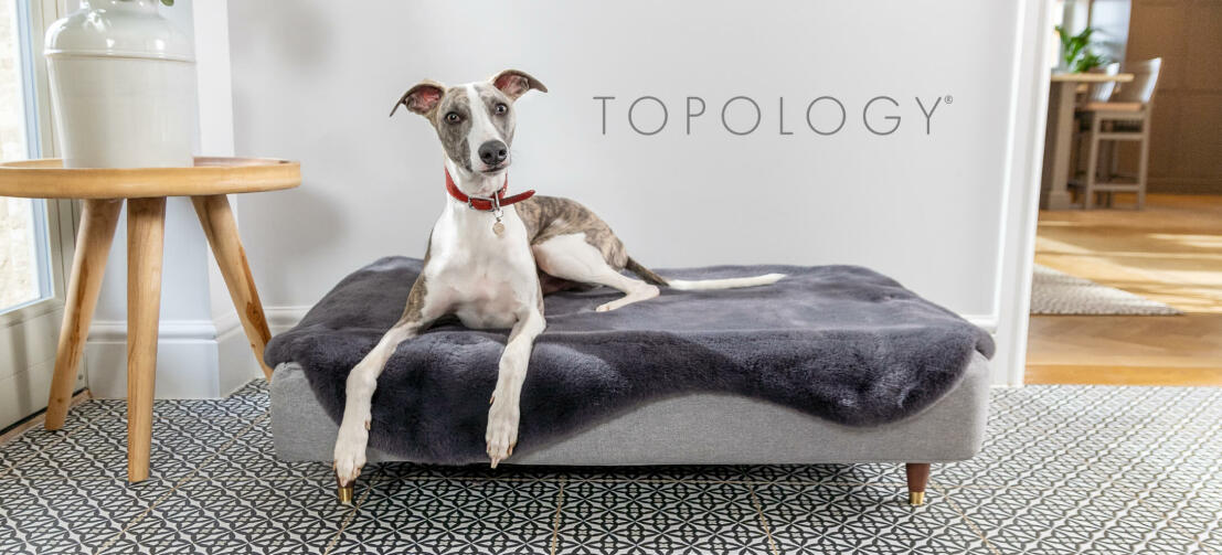 Levriero che riposa nel Topology moderno letto per cani rialzato