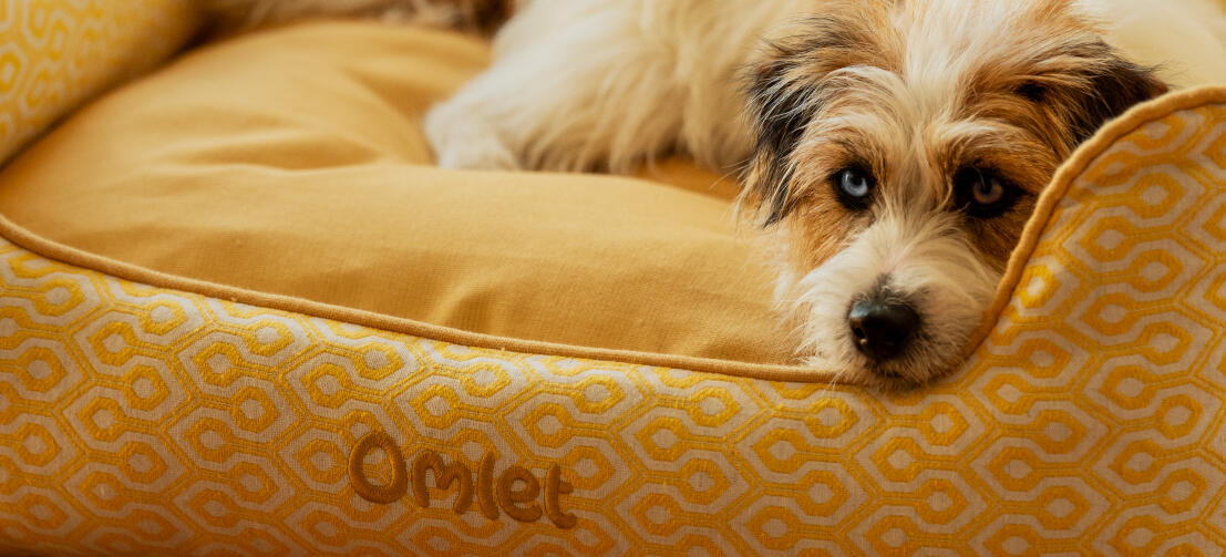 Terrier che si rilassa su una cuccia Omlet con stampa di polline a nido d'ape.