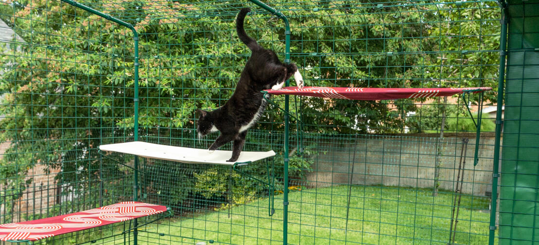 Catio, Ampi spaziosi recinti esterni per gatti