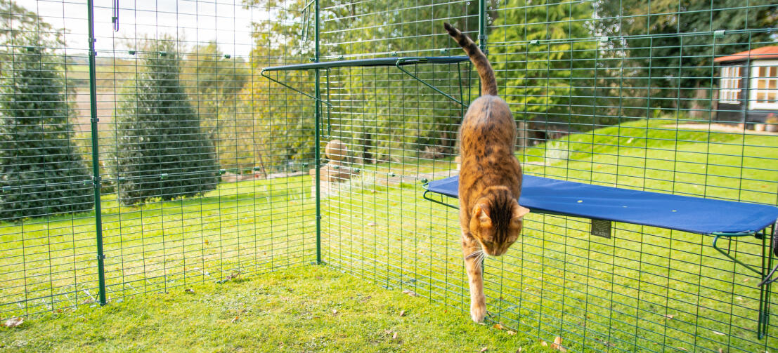 Gatto che salta giù dal blu Omlet all'aperto tessuto gatto mensola in catio all'aperto