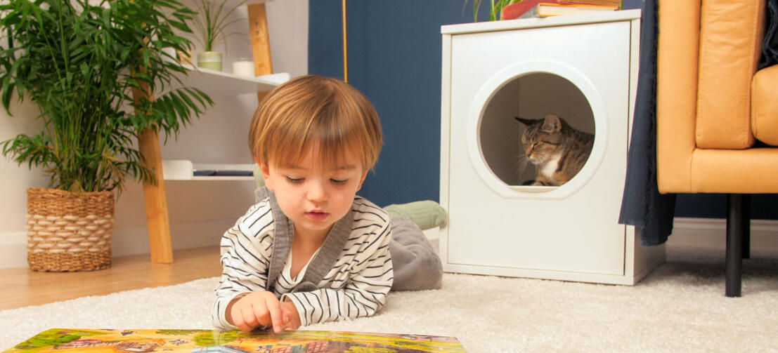 Gatto carino in Omlet Maya gatto casa con bambino sdraiato davanti a leggere un libro